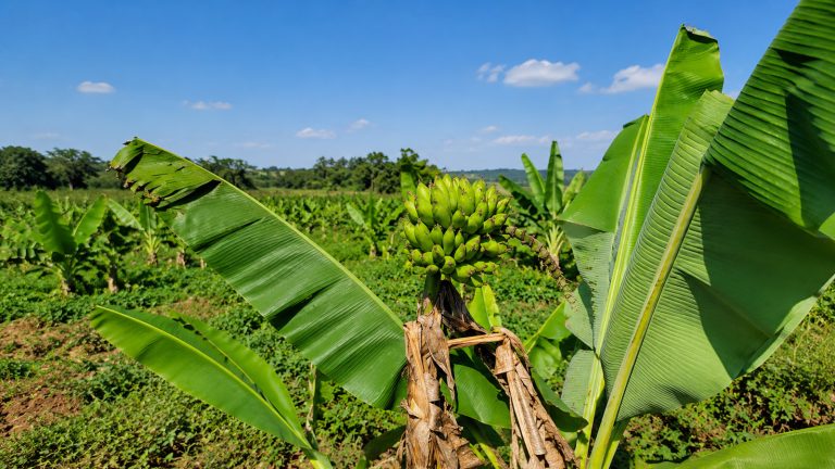 “Oba Enkumbi Emaze Nerimba?!” When the Hoe Lies, And Why Farmers, Dreamers, and Investors Must Still Keep Going